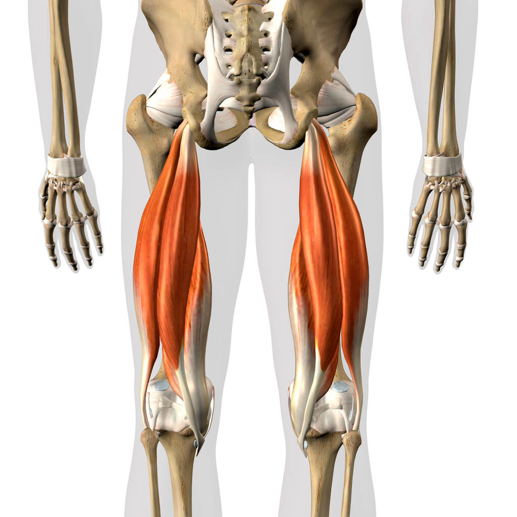 What Muscles Does Cycling Tone Cycle Savvy The Cycleplan Blog