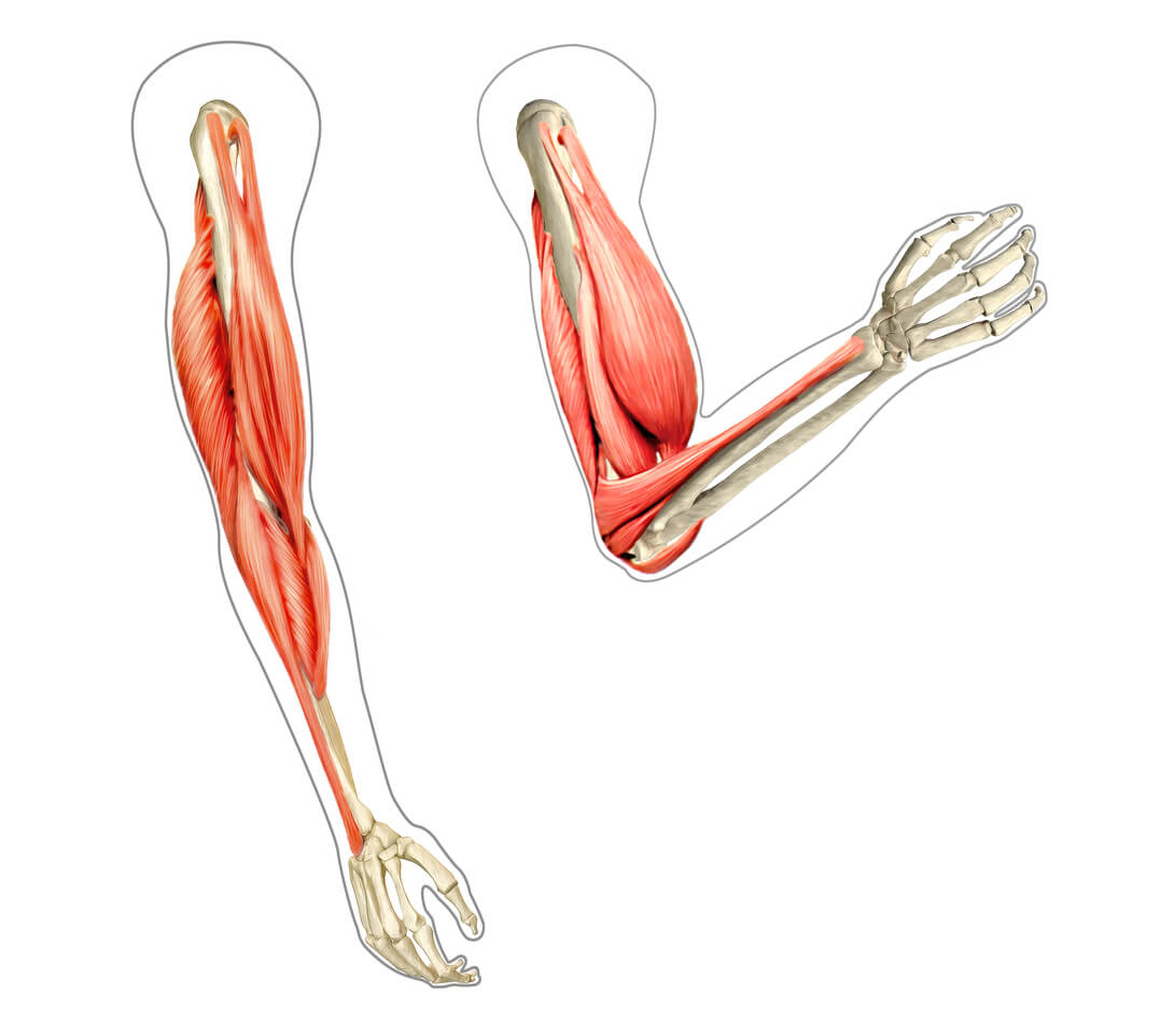 diagram of arm muscles  on the human body