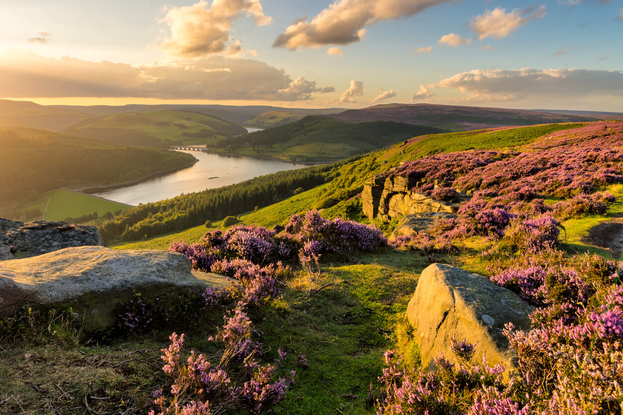 image of the peak district at sunset, with wildflowers growing on the hillside and a lake in the distance