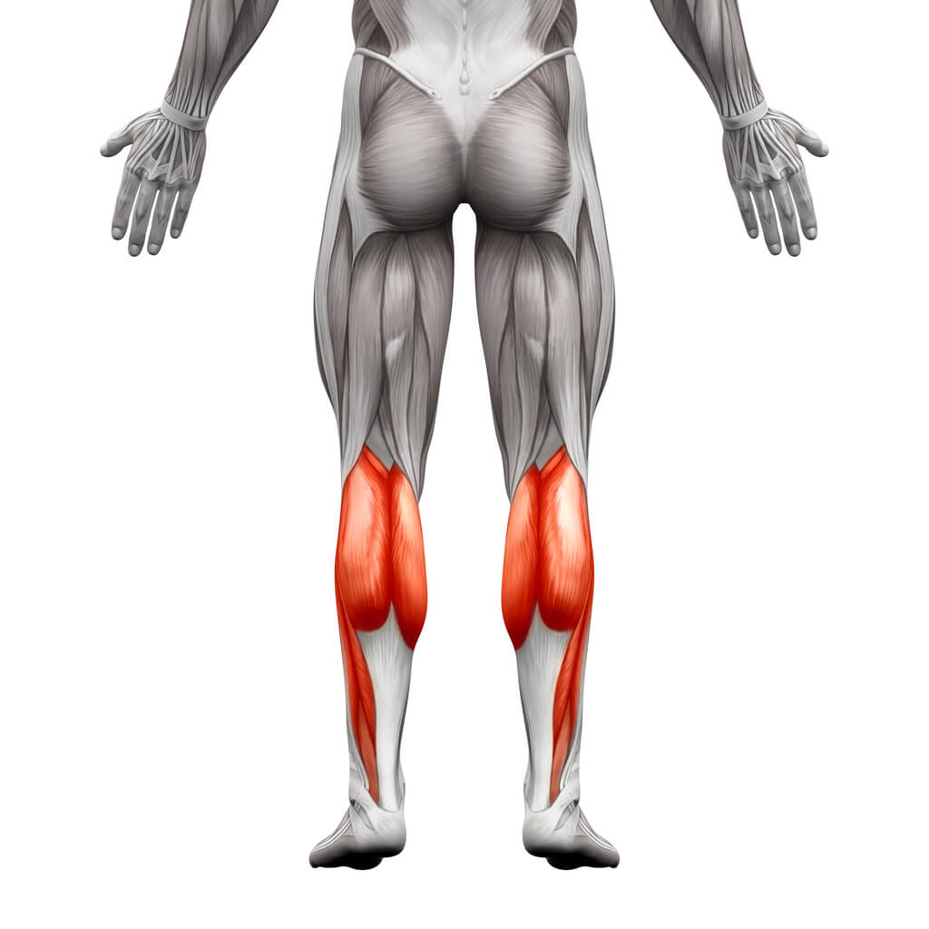 diagram of calf muscles  on the human body