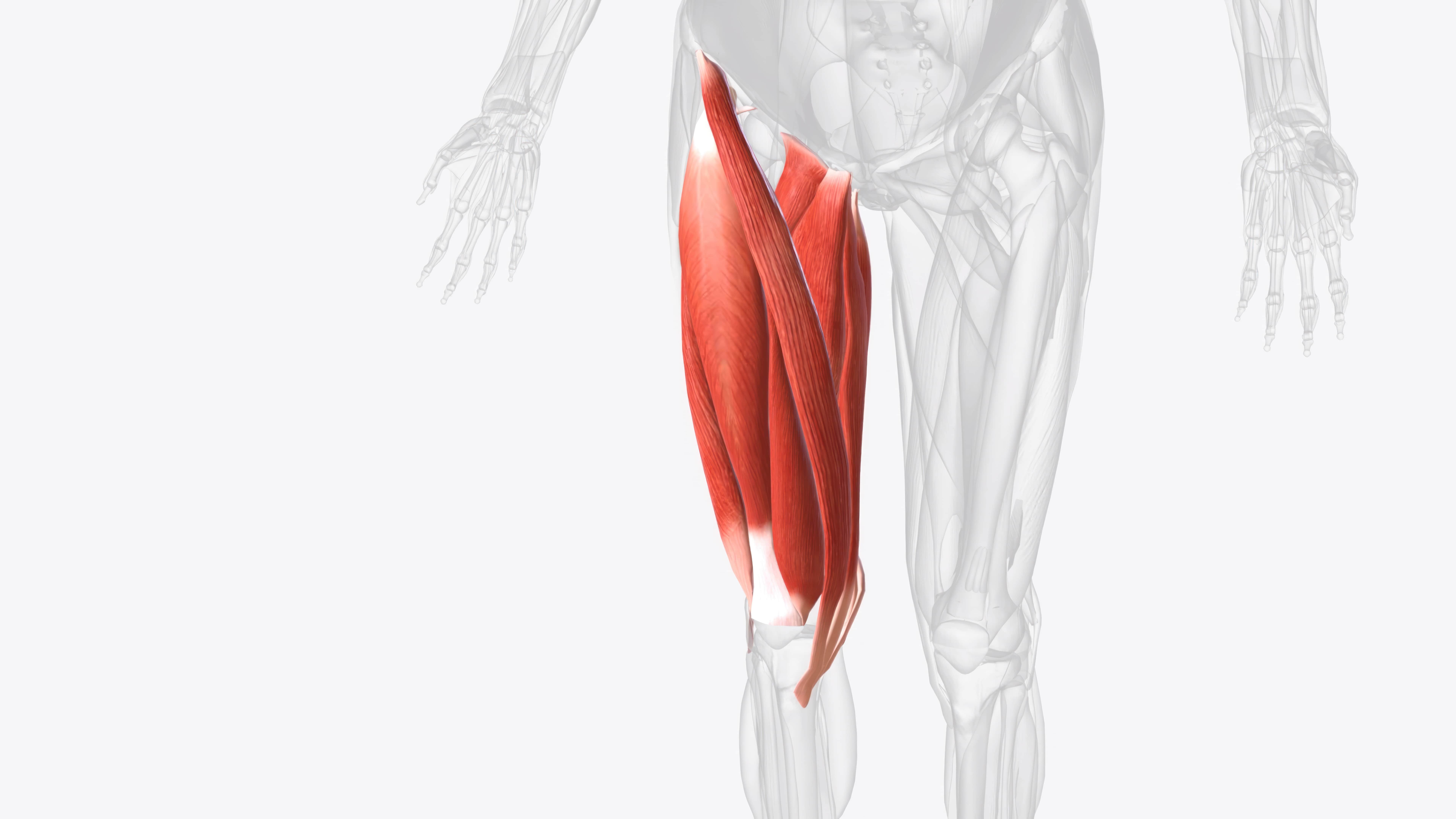 What muscles does cycling work