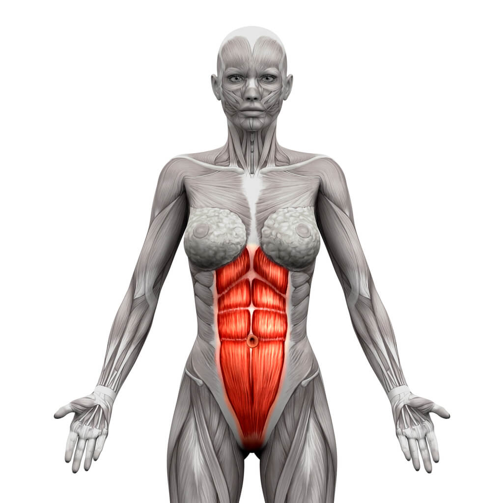 diagram of abdominal muscles on the human body